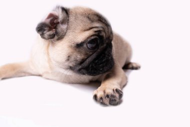 Boksör, beyaz arka plan üzerinde köpek. Sevimli dost şişman tombul pug köpek yavrusu. Beyaz izole Evcil hayvan, köpek severler,.