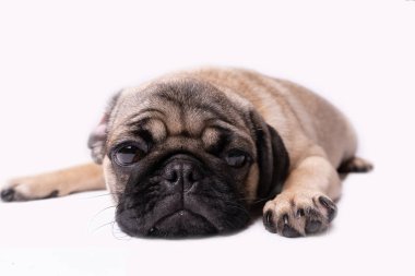 Beyaz bir arka plan üzerinde poz pug. Kameraya bakarak köpek yavrusu. Güzel köpek