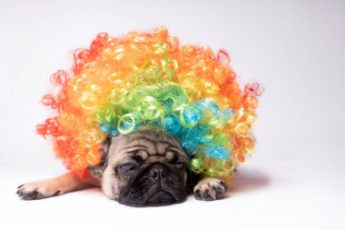 Beyaz bir arka plan üzerinde poz pug. Kameraya bakarak köpek yavrusu. Güzel köpek