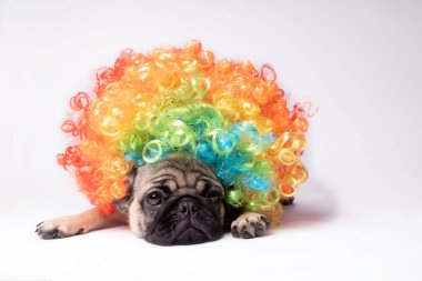 Beyaz bir arka plan üzerinde poz pug. Kameraya bakarak köpek yavrusu. Güzel köpek