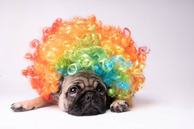 Beyaz bir arka plan üzerinde poz pug. Kameraya bakarak köpek yavrusu. Güzel köpek