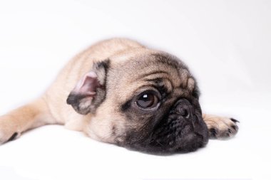 Beyaz bir arka plan üzerinde poz pug. Kameraya bakarak köpek yavrusu. Güzel köpek