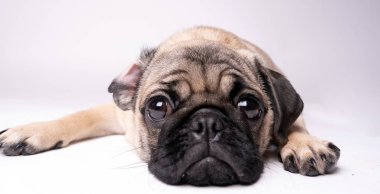 Beyaz bir arka plan üzerinde poz pug. Kameraya bakarak köpek yavrusu. Güzel köpek