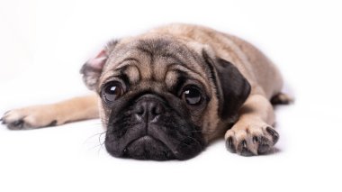 Boksör, beyaz arka plan üzerinde köpek. Sevimli dost şişman tombul pug köpek yavrusu. Beyaz izole Evcil hayvan, köpek severler,.