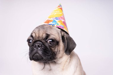 Beyaz bir arka plan üzerinde poz pug. Kameraya bakarak köpek yavrusu. Güzel köpek