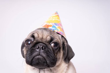 Boksör, beyaz arka plan üzerinde köpek. Sevimli dost şişman tombul pug köpek yavrusu. Beyaz izole Evcil hayvan, köpek severler,.