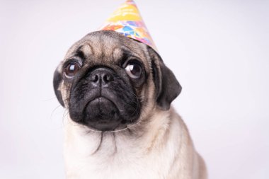 Beyaz bir arka plan üzerinde poz pug. Kameraya bakarak köpek yavrusu. Güzel köpek