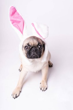 Beyaz bir arka plan üzerinde poz pug. Kameraya bakarak köpek yavrusu. Güzel köpek