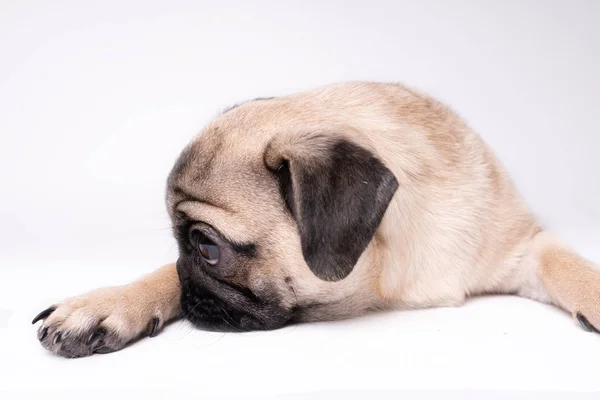 Pug Posando Sobre Fondo Blanco Cachorro Mirando Cámara Hermoso Perro —  Fotos de Stock