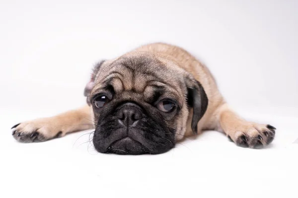 Pug Cão Fundo Branco Bonito Filhote Cachorro Gordo Gordinho Amigável — Fotografia de Stock