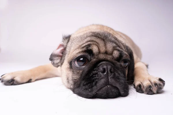 Pug Posando Sobre Fundo Branco Filhote Cachorro Olhar Para Câmara — Fotografia de Stock