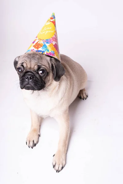 Mops Posiert Auf Weißem Hintergrund Welpe Schaut Die Kamera Schöner — Stockfoto