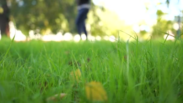 Erstaunlicher Herbst Herbstlandschaft Gelbe Und Rote Bäume Der Gasse Die — Stockvideo