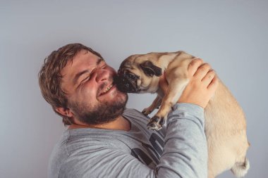 Şirin pug köpek yavrusu kollarında gri duvara tutan bir sakallı bir adam. İnsan ve köpek arasındaki dostluk kavramı. 