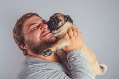 Şirin pug köpek yavrusu kollarında gri duvara tutan bir sakallı bir adam. İnsan ve köpek arasındaki dostluk kavramı. 
