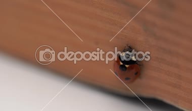 Kırmızı uğur böceği bir defter üzerinde yürüyen güzel fotoğraf