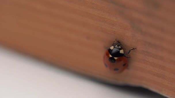 ノートの上を歩く赤いてんとう虫の美しい写真 — ストック動画