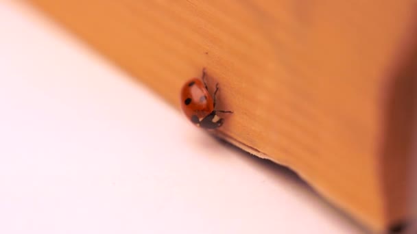 Schönes Foto Des Roten Marienkäfers Auf Einem Notizbuch — Stockvideo