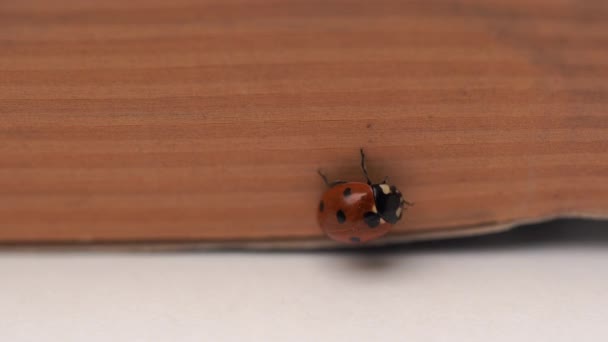 Bela Foto Joaninha Vermelha Andando Caderno — Vídeo de Stock