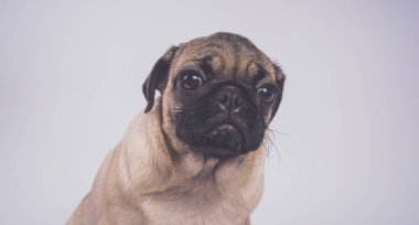 Şirin pug köpek yavrusu, beyaz arka plan üzerinde mutlu köpek kavramı izole
