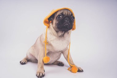 Şirin pug köpek yavrusu, beyaz arka plan üzerinde mutlu köpek kavramı izole
