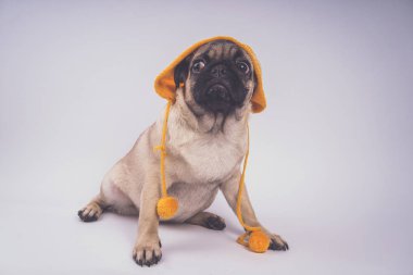 Şirin pug köpek yavrusu, beyaz arka plan üzerinde mutlu köpek kavramı izole