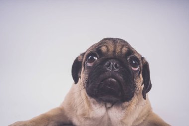 Şirin pug köpek yavrusu, beyaz arka plan üzerinde mutlu köpek kavramı izole