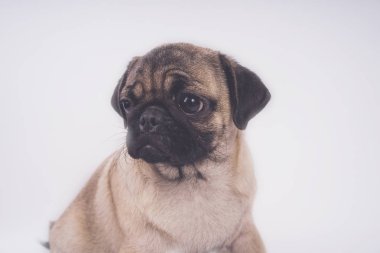 Şirin pug köpek yavrusu, beyaz arka plan üzerinde mutlu köpek kavramı izole