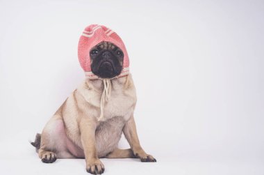 Şirin pug köpek yavrusu, beyaz arka plan üzerinde mutlu köpek kavramı izole