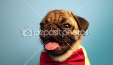 Pug köpek yavrusu üzerinde mavi arka plan izole. Mutlu köpek kavramı