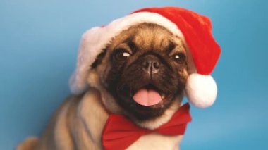Noel Baba gibi bir kap içinde şirin pug yavrusu. Üzerinde mavi arka plan izole pug. Mutlu Noel ve yeni yıl kavramı