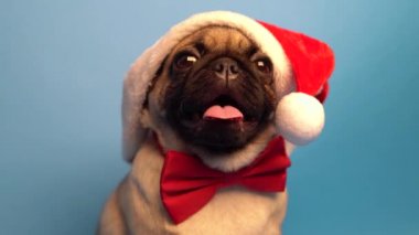 Noel Baba gibi bir kap içinde şirin pug yavrusu. Üzerinde mavi arka plan izole pug. Mutlu Noel ve yeni yıl kavramı