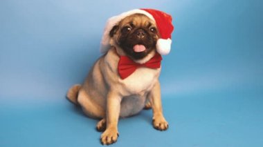 Noel Baba gibi bir kap içinde şirin pug yavrusu. Üzerinde mavi arka plan izole pug. Mutlu Noel ve yeni yıl kavramı