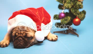 Köpek doğurmak boksör, köpek Noel Baba gibi bir kap içinde. Üzerinde mavi arka plan izole köpek yavrusu. Mutlu Noel ve yeni yıl kavramı.