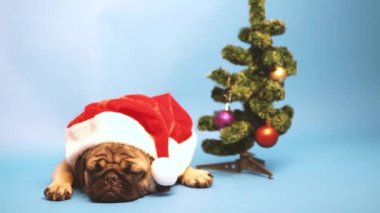 Köpek doğurmak boksör, köpek Noel Baba gibi bir kap içinde. Üzerinde mavi arka plan izole köpek yavrusu. Mutlu Noel ve yeni yıl kavramı.