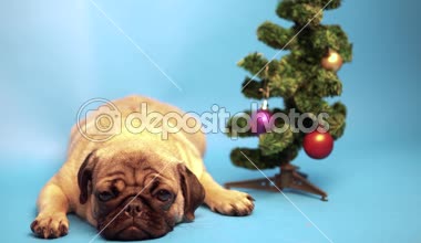 Komik pugpug köpek Noel ağacı yanında oturuyor. Noel ve yeni yıl kavramı. mavi arka plan üzerinde köpek yavrusu. Belgili tanımlık pug dinleniyor. Mutlu köpek kavramı