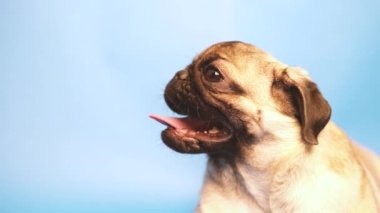 Mavi arka plan üzerinde komik pug yavrusu. Belgili tanımlık pug dinleniyor. Mutlu köpek kavramı