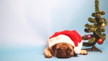 Köpek doğurmak boksör, köpek Noel Baba gibi bir kap içinde. Üzerinde mavi arka plan izole köpek yavrusu. Mutlu Noel ve yeni yıl kavramı.