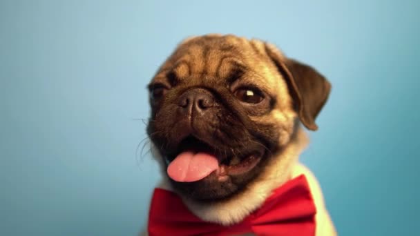 Cachorro Pug Aislado Sobre Fondo Azul Concepto Perro Feliz — Vídeo de stock