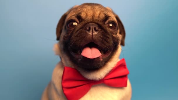 Pug Puppy Geïsoleerd Blauwe Achtergrond Gelukkige Hond Concept — Stockvideo