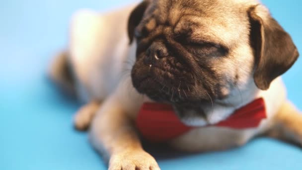 Pug Puppy Geïsoleerd Blauwe Achtergrond Gelukkige Hond Concept — Stockvideo