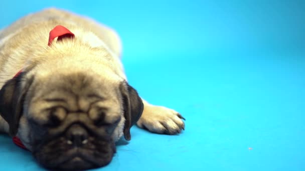 青の背景に面白いパグ子犬 パグは休んでいます 幸せな犬の概念 — ストック動画