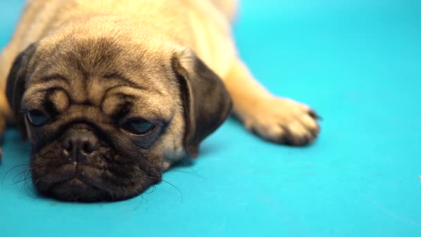 Zabawny Pug Puppy Niebieskim Tle Mops Jest Stanie Spoczynku Szczęśliwy — Wideo stockowe