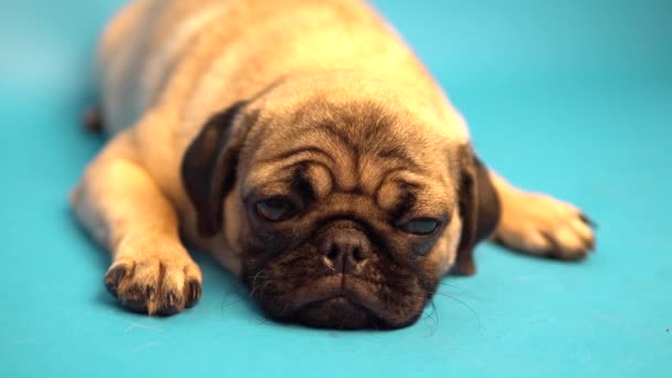 Filhote Cachorro Engraçado Fundo Azul Pug Está Descansar Conceito Cão — Vídeo de Stock