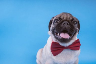 Pug köpek yavrusu üzerinde mavi arka plan izole. Mutlu köpek kavramı