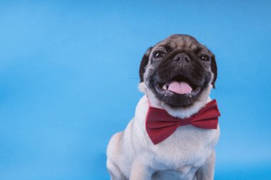 Pug köpek yavrusu üzerinde mavi arka plan izole. Mutlu köpek kavramı