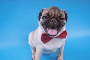 Pug köpek yavrusu üzerinde mavi arka plan izole. Mutlu köpek kavramı