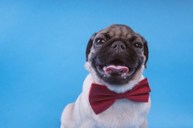 Pug köpek yavrusu üzerinde mavi arka plan izole. Mutlu köpek kavramı
