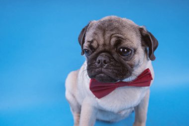 Pug köpek yavrusu üzerinde mavi arka plan izole. Mutlu köpek kavramı
