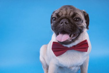 Pug köpek yavrusu üzerinde mavi arka plan izole. Mutlu köpek kavramı